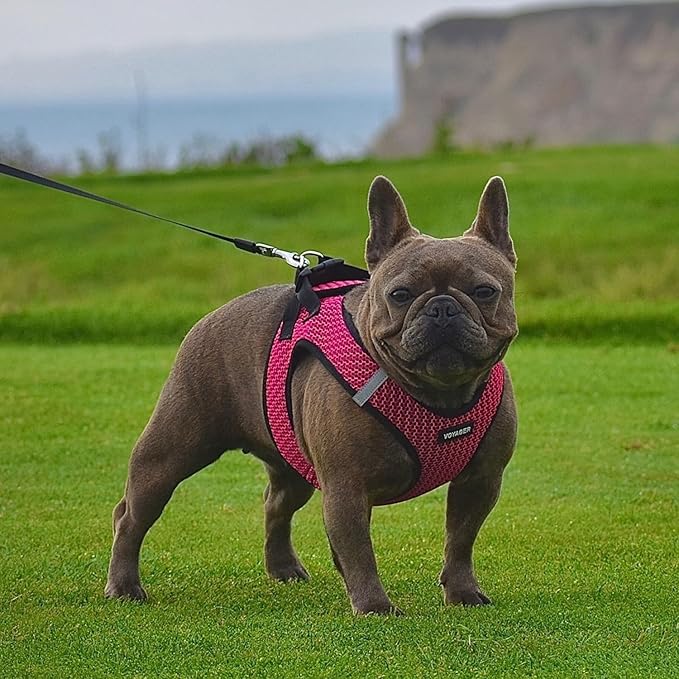 Voyager Step-in Air All Weather Mesh Harness and Reflective Dog 5 ft Leash Combo with Neoprene Handle, for Small, Medium and Large Breed Puppies by Best Pet Supplies - Fuchsia (2-Tone), XS