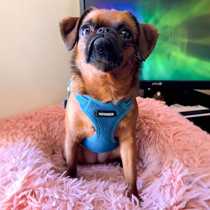 Best Pet Supplies Voyager Mesh Dog Breathable Harness Reflective Stitching, All Weather Adjustable for Walking Training, or Running - Heavy Duty & Durable, Harness (Turquoise), XS