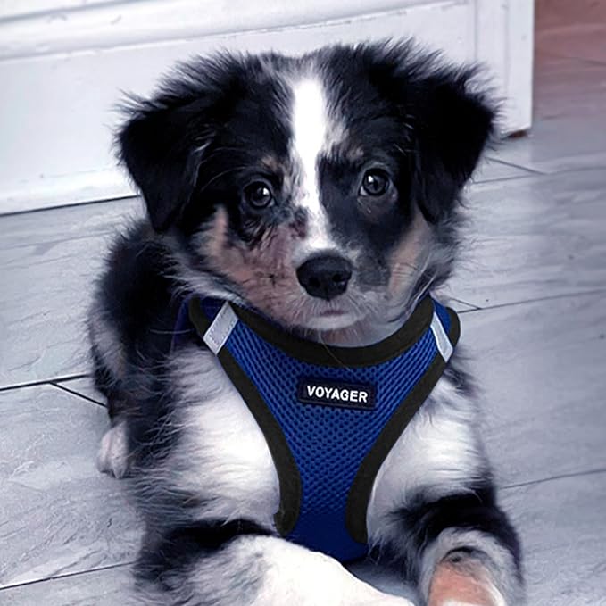 Voyager Step-in Air All Weather Mesh Harness and Reflective Dog 5 ft Leash Combo with Neoprene Handle, for Small, Medium and Large Breed Puppies by Best Pet Supplies - Royal Blue/Black Trim, XX-Small