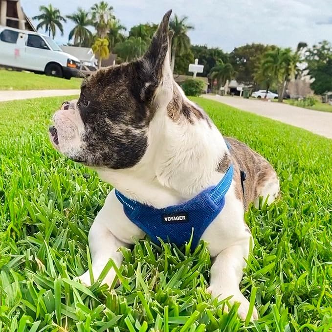 Best Pet Supplies Voyager Mesh Dog Breathable Harness Reflective Stitching, All Weather Adjustable for Walking Training, or Running - Heavy Duty & Durable, Harness (Royal Blue), L