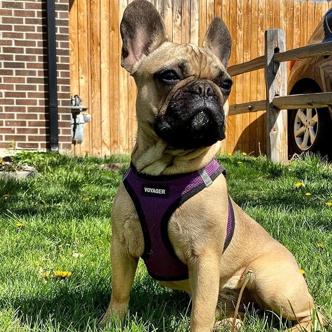 Voyager Step-in Air All Weather Mesh Harness and Reflective Dog 5 ft Leash Combo with Neoprene Handle, for Small, Medium and Large Breed Puppies by Best Pet Supplies - Purple/Black Trim, Large