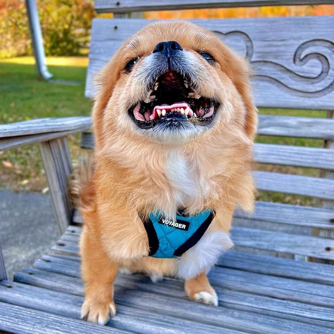 Best Pet Supplies - All Weather Mesh/Plush, Reflective, No Pull Harness for Small, Medium Dogs, Cats - Secure with Hook & Loop Fastener, Buckle, Double D-Rings - Turquoise Plush, S