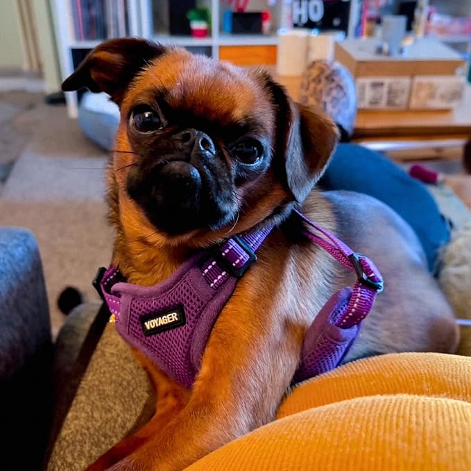 Best Pet Supplies Voyager Mesh Dog Breathable Harness Reflective Stitching, All Weather Adjustable for Walking Training, or Running - Heavy Duty & Durable, Harness (Purple), M