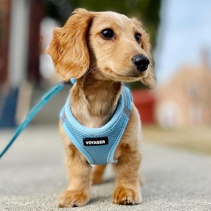 Voyager Step-in Air All Weather Mesh Harness and Reflective Dog 5 ft Leash Combo with Neoprene Handle, for Small, Medium and Large Breed Puppies by Best Pet Supplies - Set (Baby Blue), XS