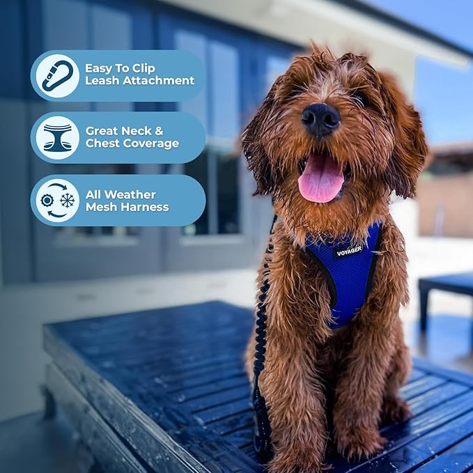Voyager Step-in Air All Weather Mesh Harness and Reflective Dog 5 ft Leash Combo with Neoprene Handle, for Small, Medium and Large Breed Puppies by Best Pet Supplies - Royal Blue/Black Trim, Small
