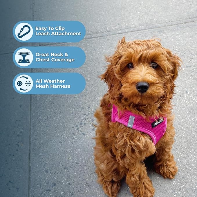 Voyager Step-in Air All Weather Mesh Harness and Reflective Dog 5 ft Leash Combo with Neoprene Handle, for Small, Medium and Large Breed Puppies by Best Pet Supplies - Set (Fuchsia), XS