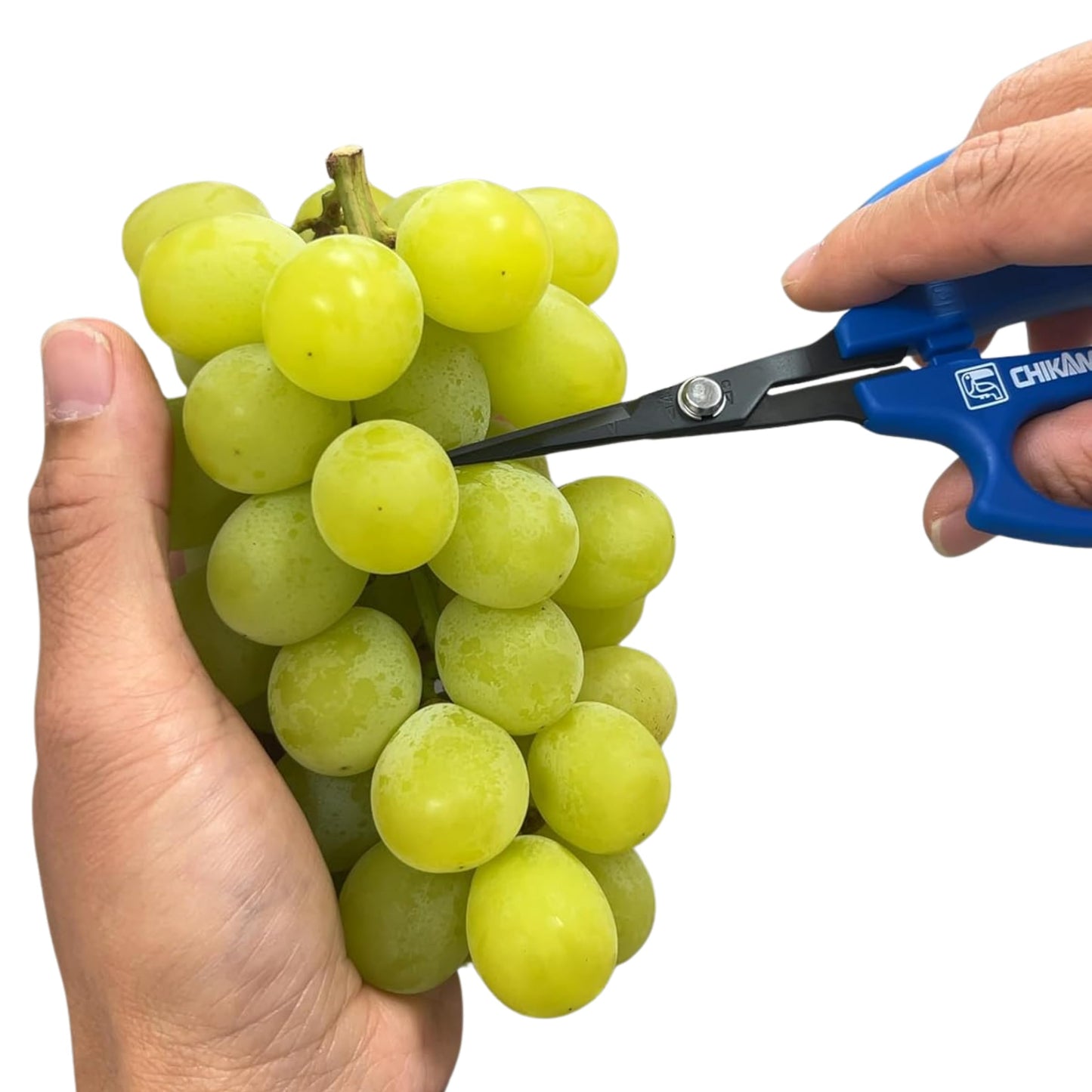 CHIKAMASA B-600SUFB, The Precise Specialty Trimming Scissors, Stainless Steel w/Fluorine Coating, for trimming plants and grapes, excellent for narrow stem-thinning inside closed and tangled spaces.