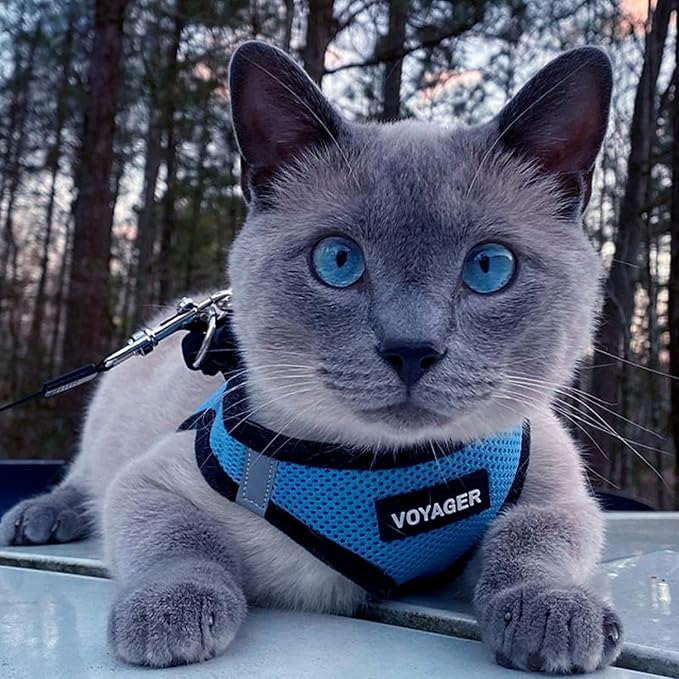 Voyager Step-in Air All Weather Mesh Harness and Reflective Dog 5 ft Leash Combo with Neoprene Handle, for Small, Medium and Large Breed Puppies by Best Pet Supplies - Baby Blue/Black Trim, X-Large