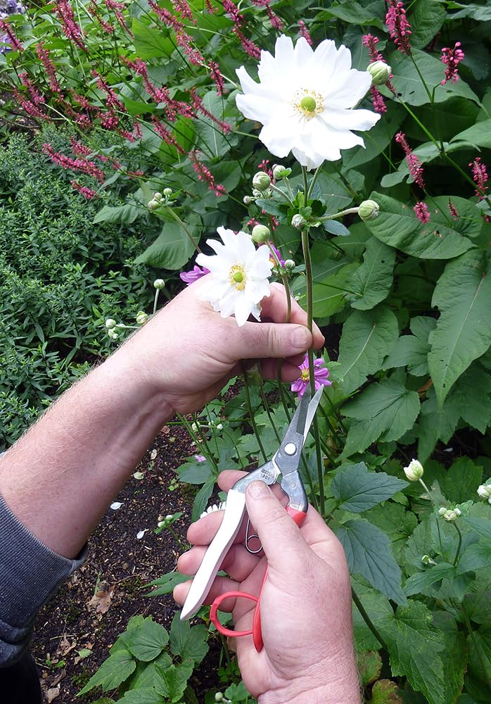 Okatsune Bud Cutting Shears No. 304