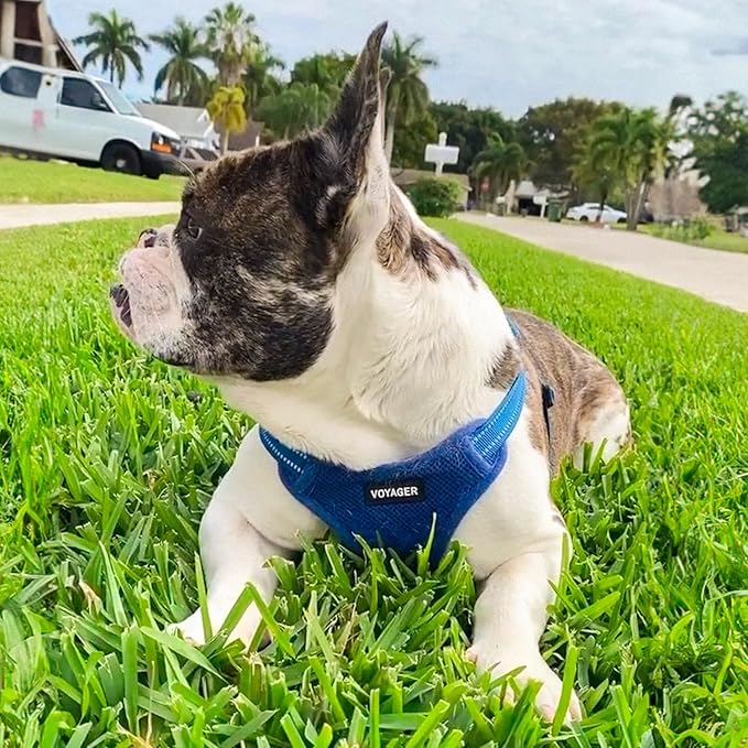 Best Pet Supplies Voyager Mesh Dog Breathable Harness Reflective Stitching, All Weather Adjustable for Walking Training, or Running - Heavy Duty & Durable, Harness Leash Set (Royal Blue), XS