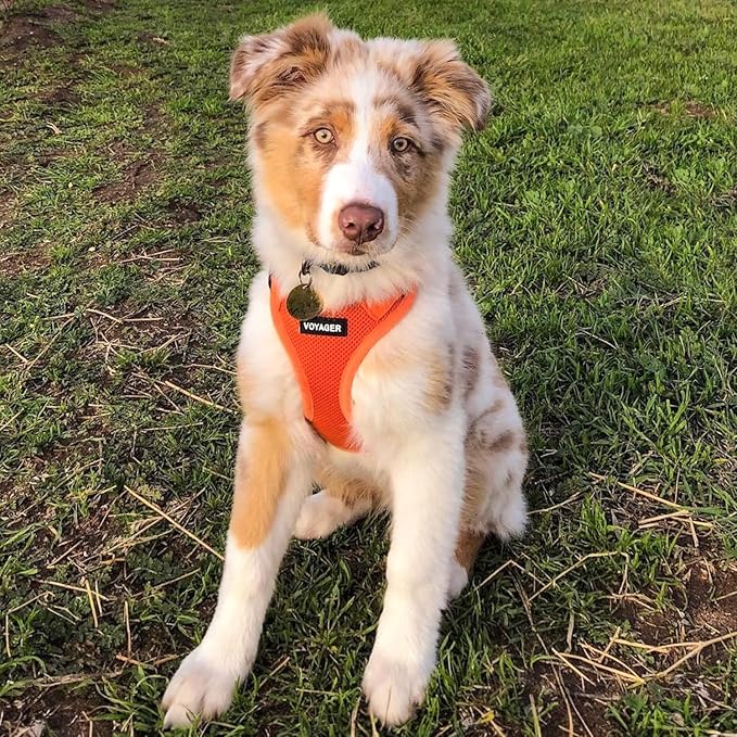 Voyager Step-in Air All Weather Mesh Harness and Reflective Dog 5 ft Leash Combo with Neoprene Handle, for Small, Medium and Large Breed Puppies by Best Pet Supplies - Harness Leash Set (Orange), M