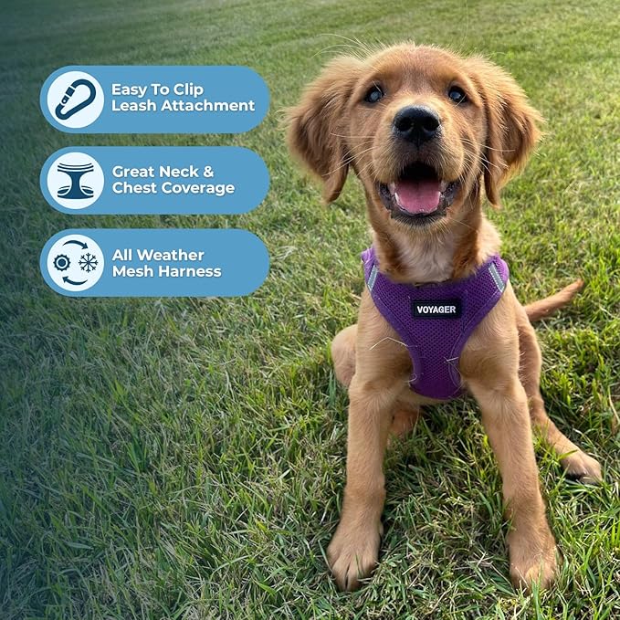 Voyager Step-in Air All Weather Mesh Harness and Reflective Dog 5 ft Leash Combo with Neoprene Handle, for Small, Medium and Large Breed Puppies by Best Pet Supplies - Set (Purple), XS