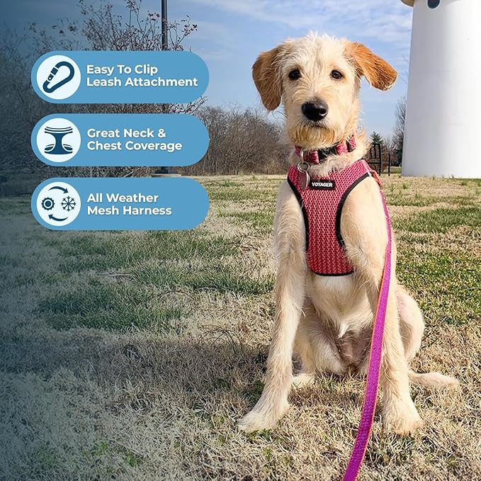 Voyager Step-in Air All Weather Mesh Harness and Reflective Dog 5 ft Leash Combo with Neoprene Handle, for Small, Medium and Large Breed Puppies by Best Pet Supplies - Fuchsia (2-Tone), S