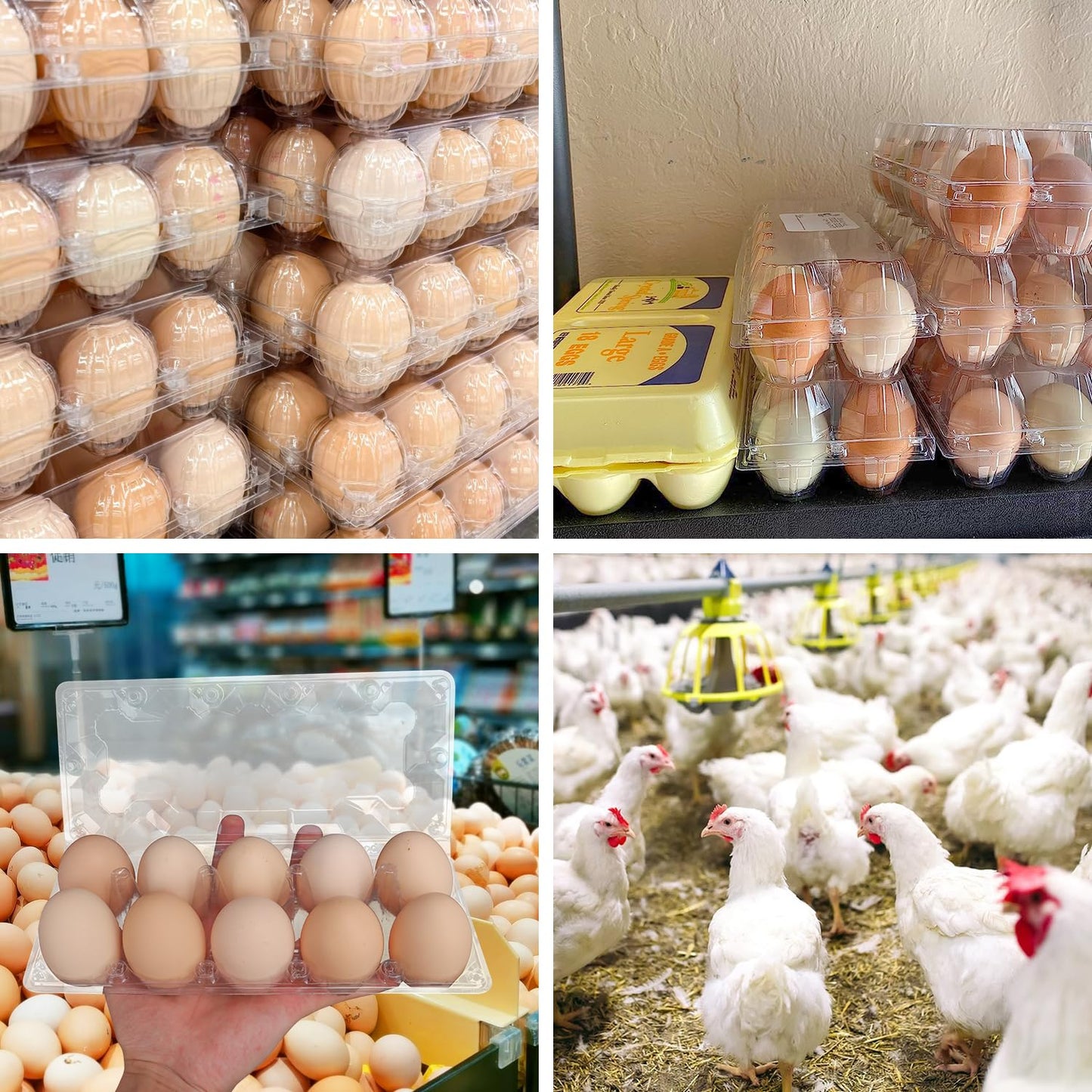 KUKLIPJIM 80 Pack Bulk Egg Cartons, Clear Plastic Chicken Egg Holders, Egg Tray Carton Holder for Home & Kitchen, Farm & Market Use, An Eco-Friendly Egg Storage Solution, 10 Grids(Medium Size)
