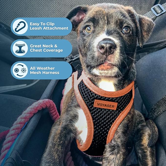 Voyager Step-in Air All Weather Mesh Harness and Reflective Dog 5 ft Leash Combo with Neoprene Handle, for Small, Medium and Large Breed Puppies by Best Pet Supplies - Black/Orange Trim, Small