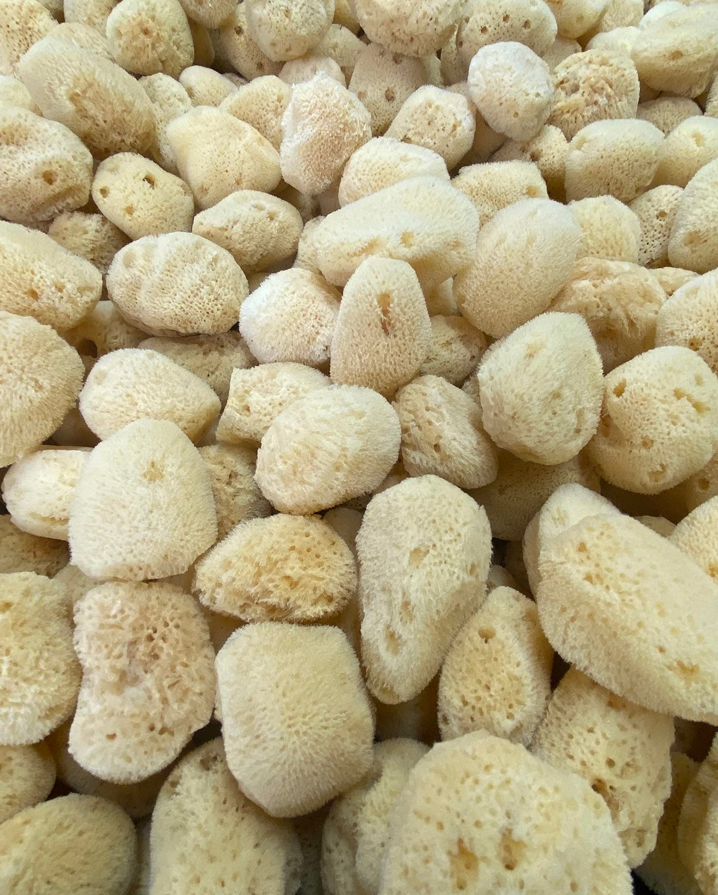 Soft Natural 12 Silk Sponges 1.5" Cosmetic Makeup Application Removal Face Eye Nail Cleaning Like Cotton Balls Awesome Aquatic Creating The Perfect Bath & Shower (12 Pack 1.5" Silk)